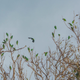 Puerto Rican parrots spotted on a defoliated canopy in the Rio Abajo state forest last week. Photo Courtesy Tanya Martinez